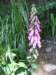 purpurowa_small.jpg